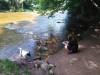 Výlet a venčení pejska - pejsci, venčení, procházka