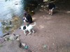 Výlet a venčení pejska - pejsci, venčení, procházka