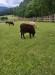 FARMAPARK - :-)